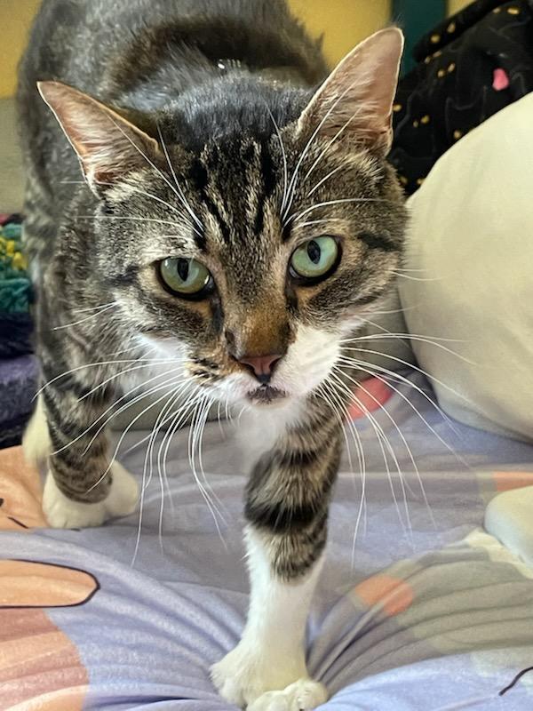 Bigfoot (adventure cat), Adoptable, Adult Male Domestic Short Hair.