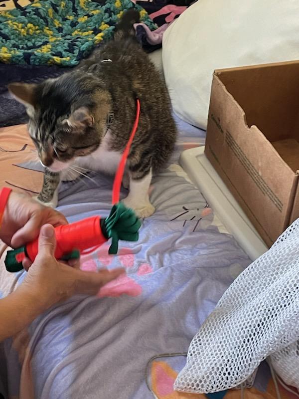 Bigfoot (adventure cat)