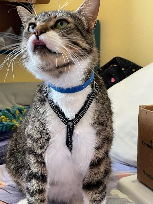 Bigfoot (adventure cat), a Adoptable Domestic Short Hair in Gig Harbor, WA image 4/4