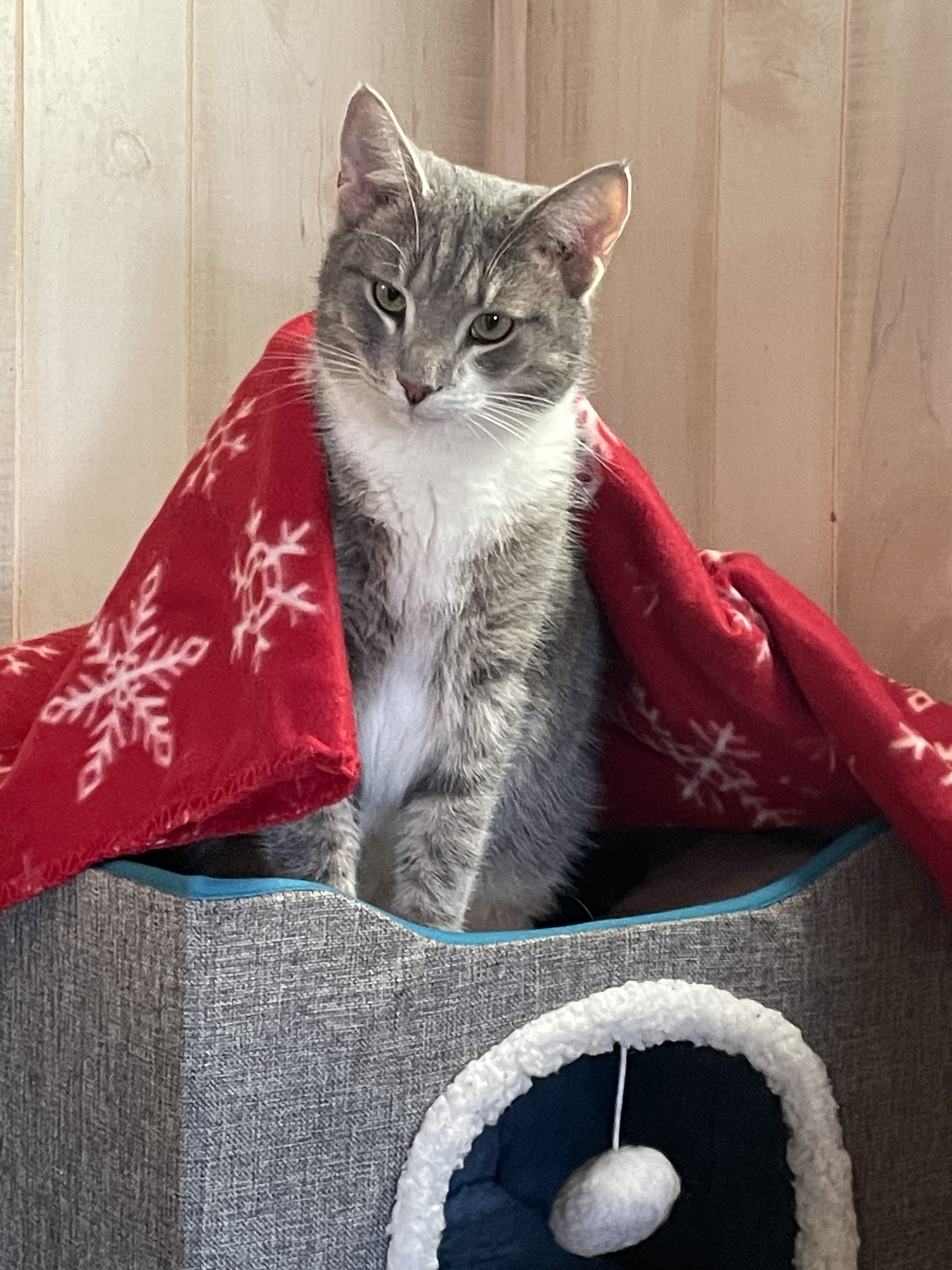 TIMMY, a Adoptable Domestic Short Hair in Lewistown, PA image 1/2