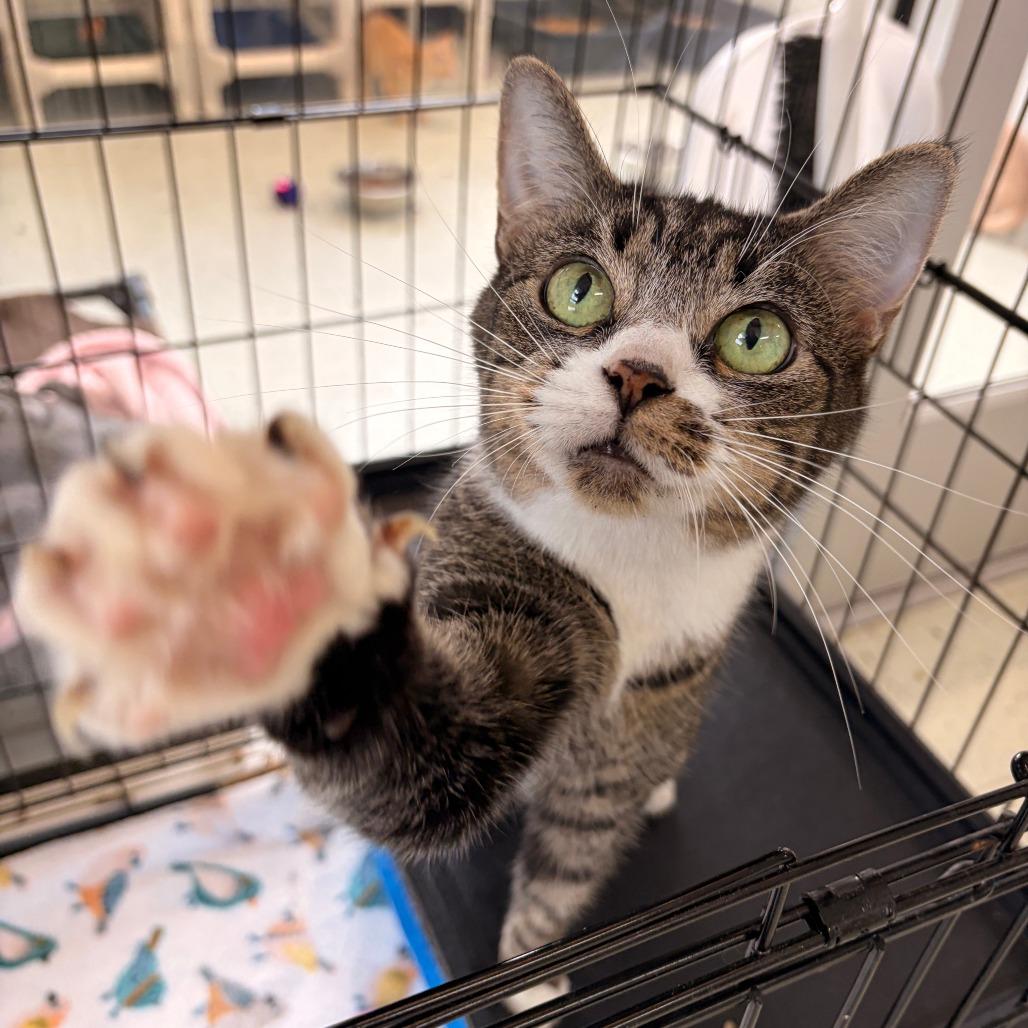 Enlarge Mittens, a Adoptable Domestic Short Hair in Franklin, NC image 1/5