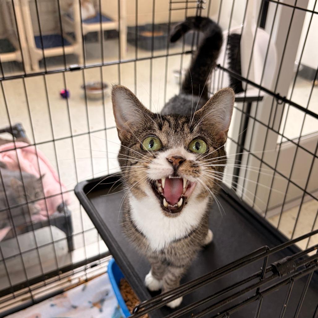 Enlarge Mittens, a Adoptable Domestic Short Hair in Franklin, NC image 2/5