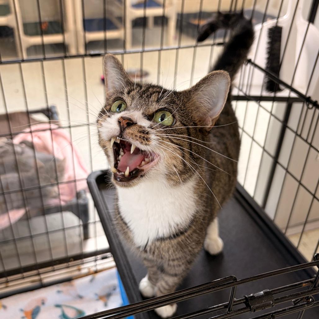 Enlarge Mittens, a Adoptable Domestic Short Hair in Franklin, NC image 3/5