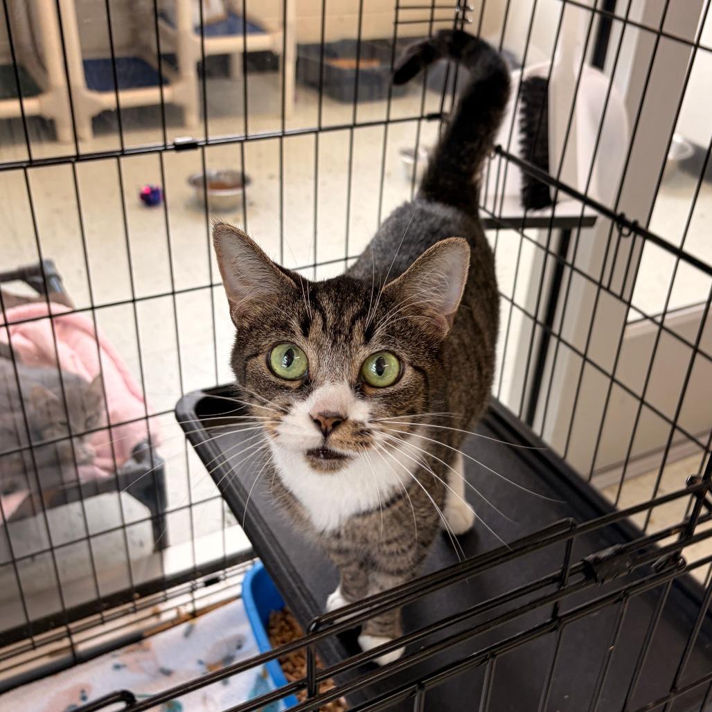 Enlarge Mittens, a Adoptable Domestic Short Hair in Franklin, NC image 4/5