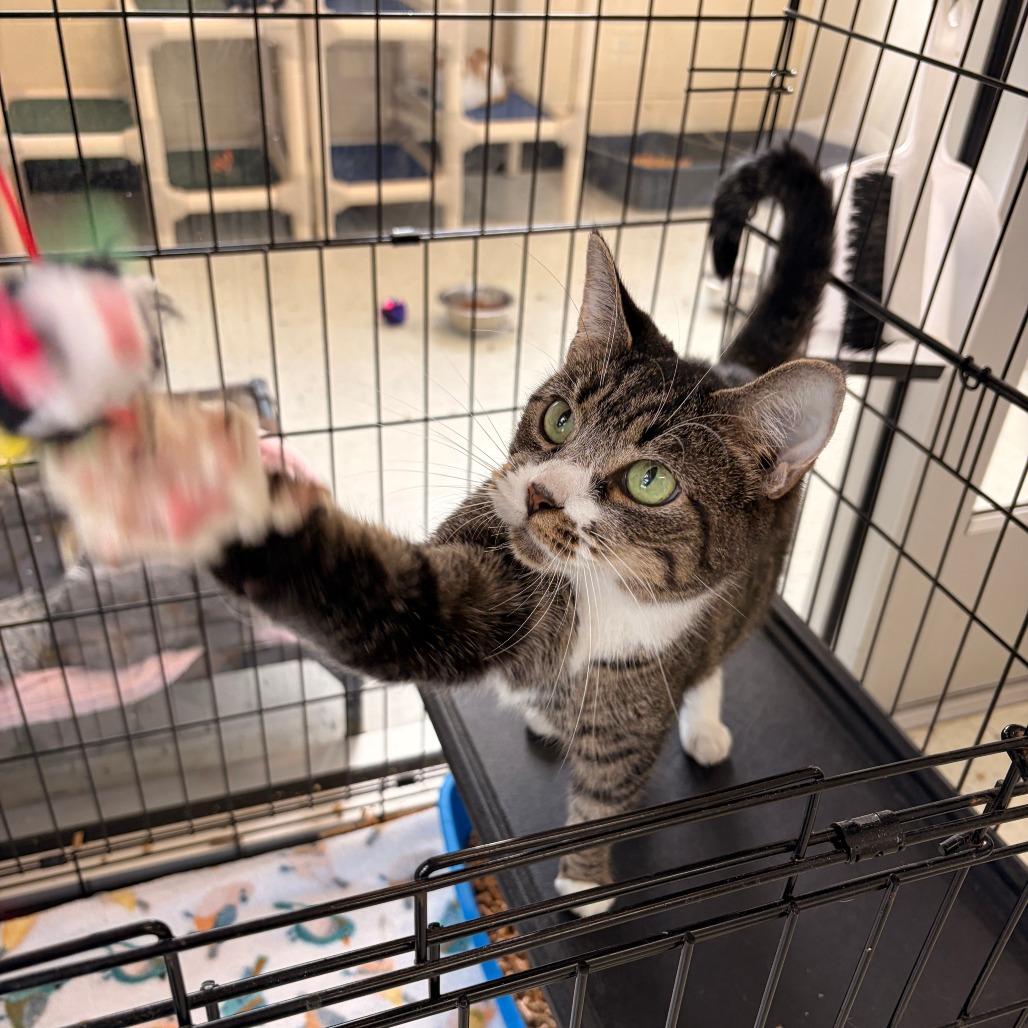 Enlarge Mittens, a Adoptable Domestic Short Hair in Franklin, NC image 5/5