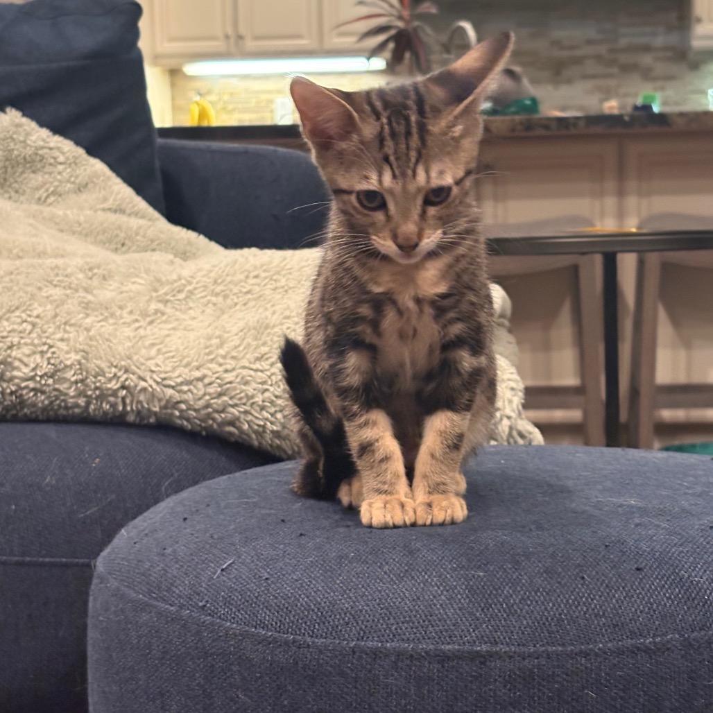 Pepper, Adoptable, Kitten Male Domestic Short Hair.