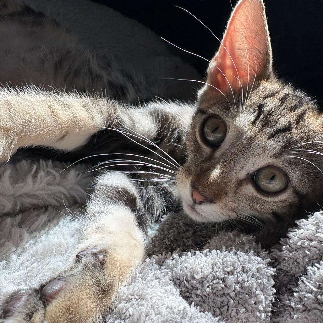 Pepper, a Adoptable Domestic Short Hair in Escondido, CA image 2/6