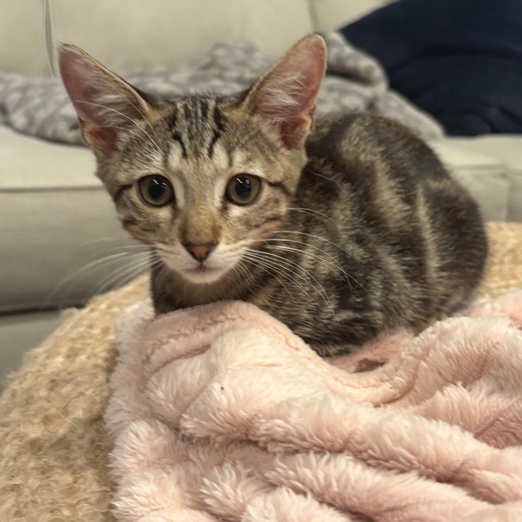 Pepper, a Adoptable Domestic Short Hair in Escondido, CA image 3/6