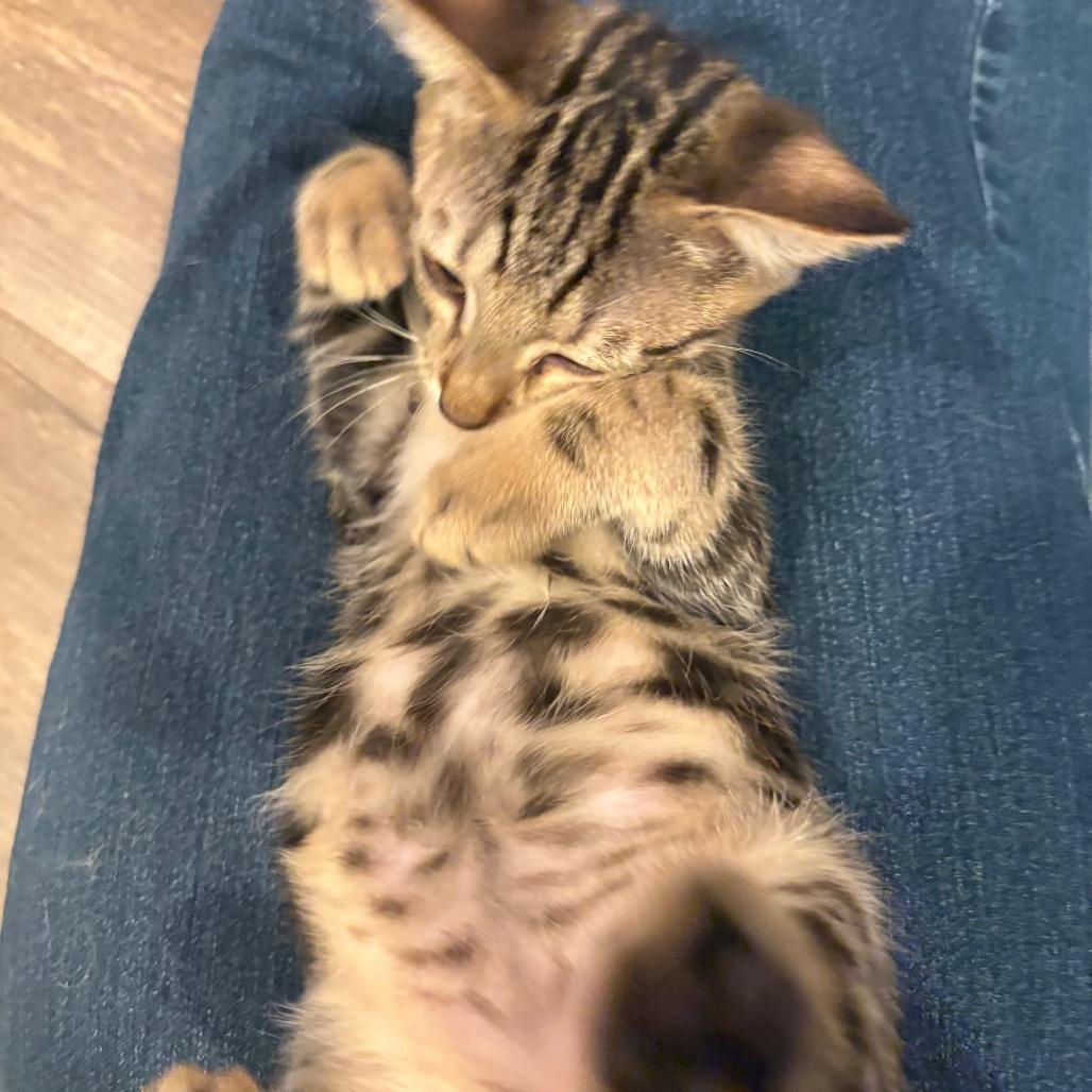 Pepper, a Adoptable Domestic Short Hair in Escondido, CA image 4/6