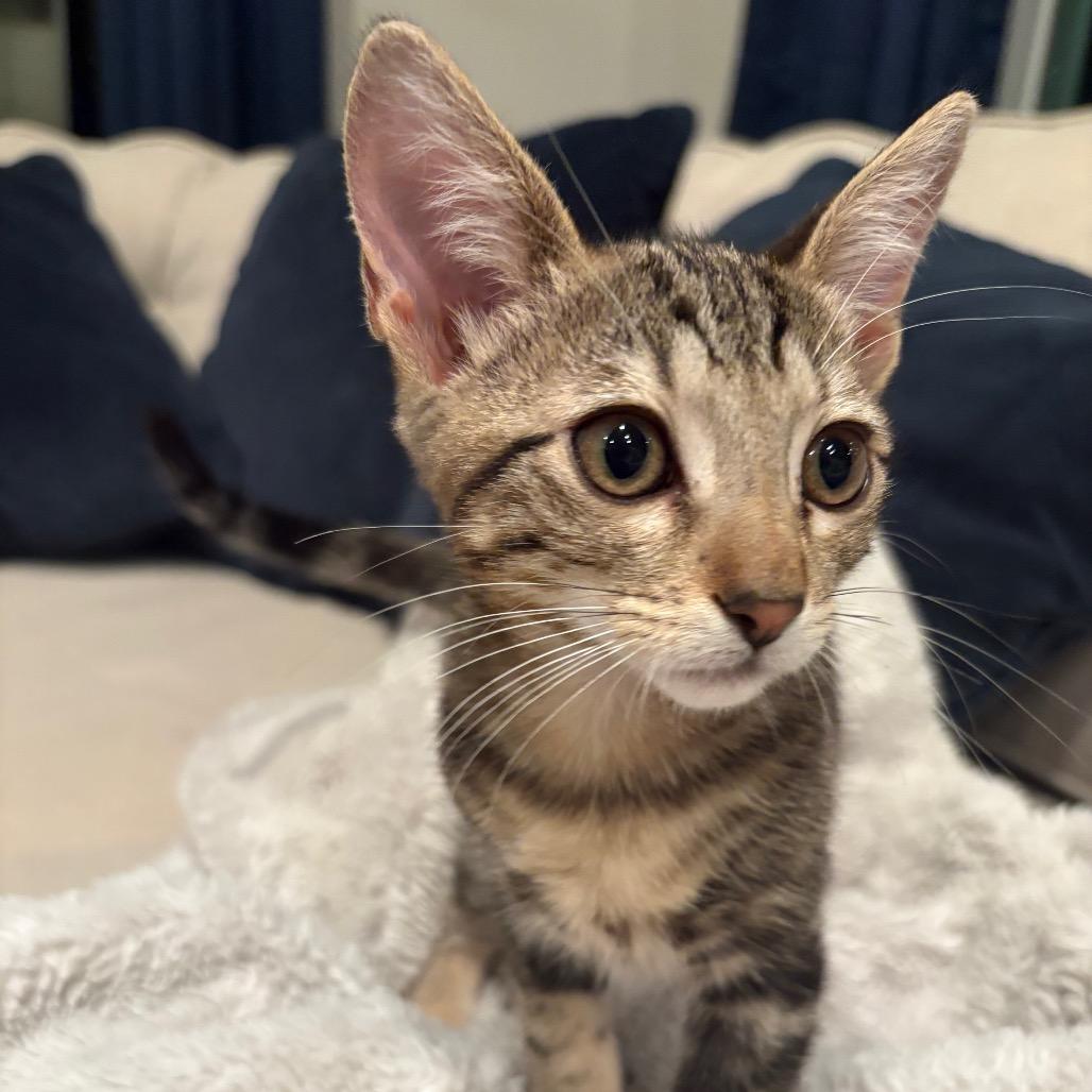 Pepper, a Adoptable Domestic Short Hair in Escondido, CA image 6/6