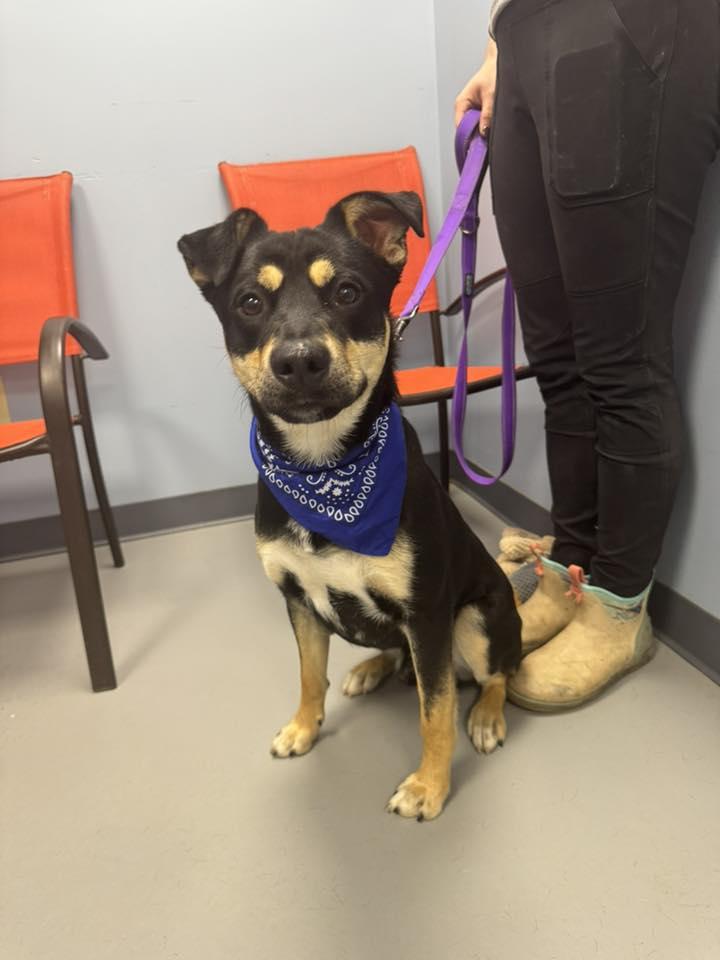 Muffin Man , ADOPTABLE, Young Male Terrier.