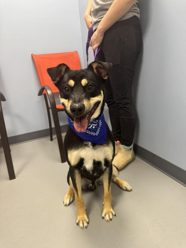 Enlarge Muffin Man , a ADOPTABLE mixed breed in Zanesville, OH image 2/3