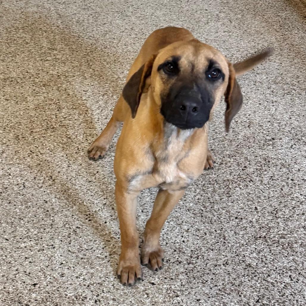 Enlarge Freddy, a Adoptable mixed breed in Brownsboro, AL image 1/1