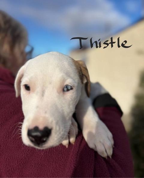 Thistle