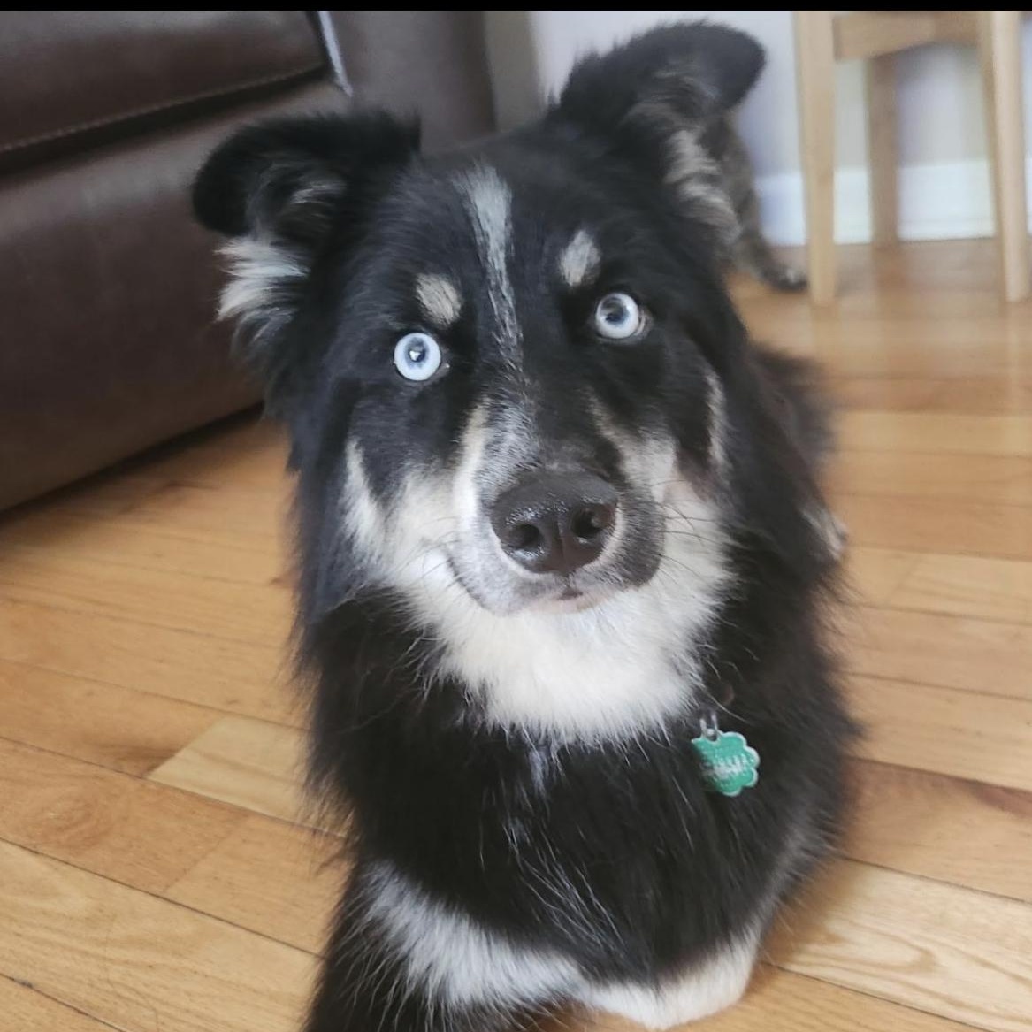 Ziggy, a ADOPTABLE mixed breed in Mount Prospect, IL image 3/6