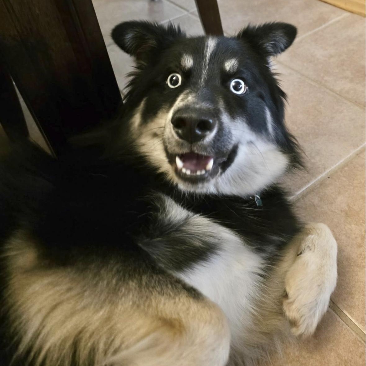 Ziggy, a ADOPTABLE mixed breed in Mount Prospect, IL image 5/6