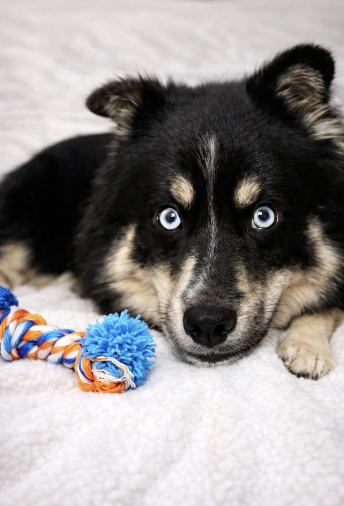 Enlarge Ziggy, a ADOPTABLE mixed breed in Mount Prospect, IL image 4/6