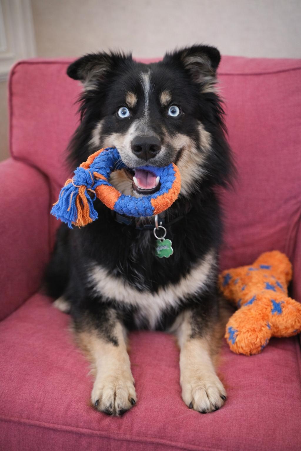 Enlarge Ziggy, a ADOPTABLE mixed breed in Mount Prospect, IL image 6/6