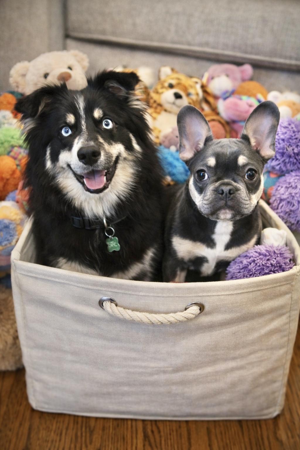 Enlarge Ziggy, a ADOPTABLE mixed breed in Mount Prospect, IL image 5/6