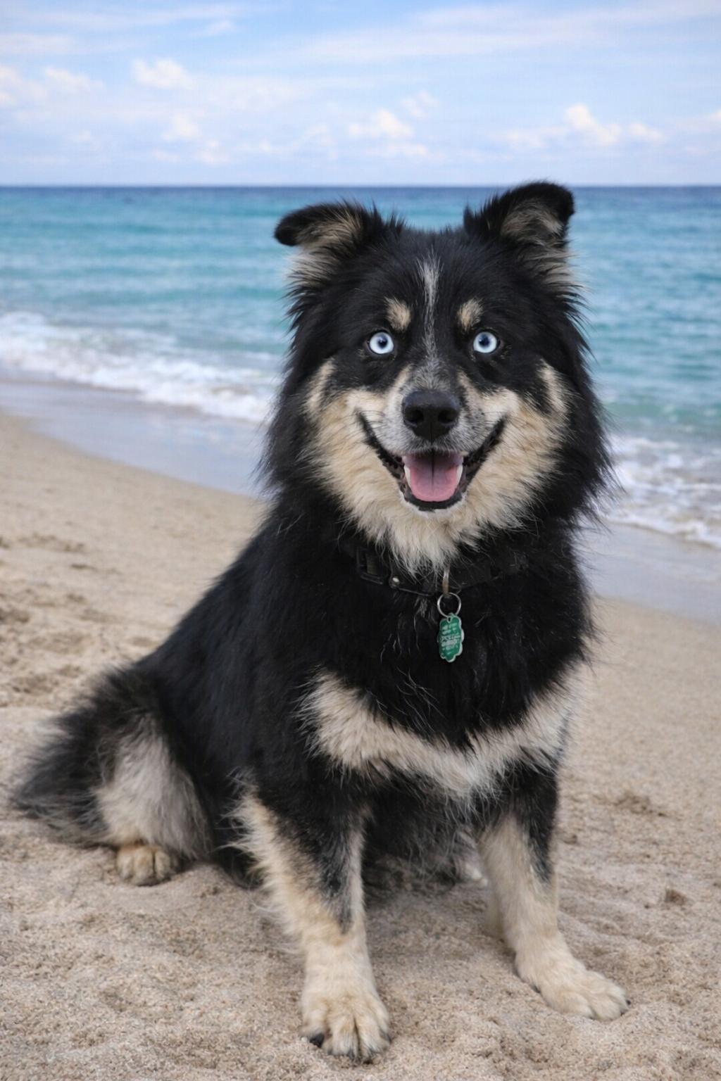 Enlarge Ziggy, a ADOPTABLE mixed breed in Mount Prospect, IL image 3/6