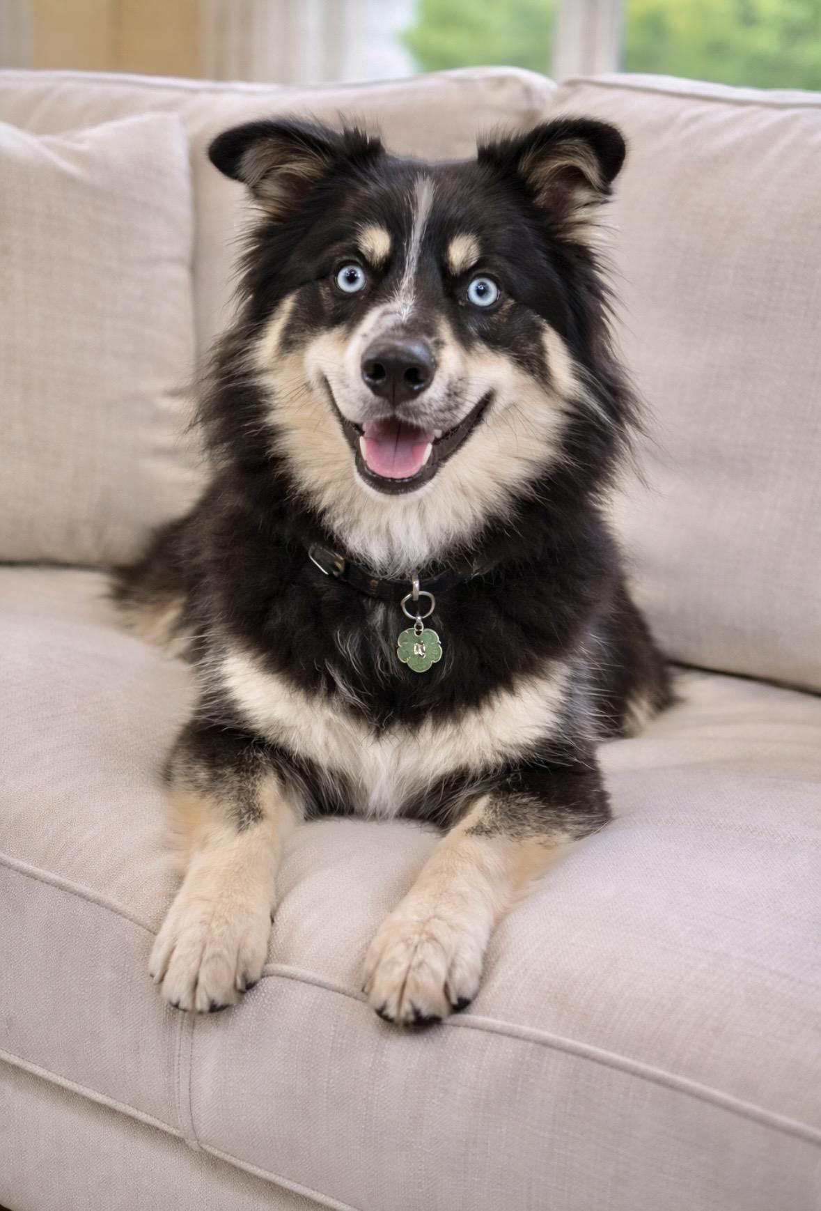 Enlarge Ziggy, a ADOPTABLE mixed breed in Mount Prospect, IL image 2/6
