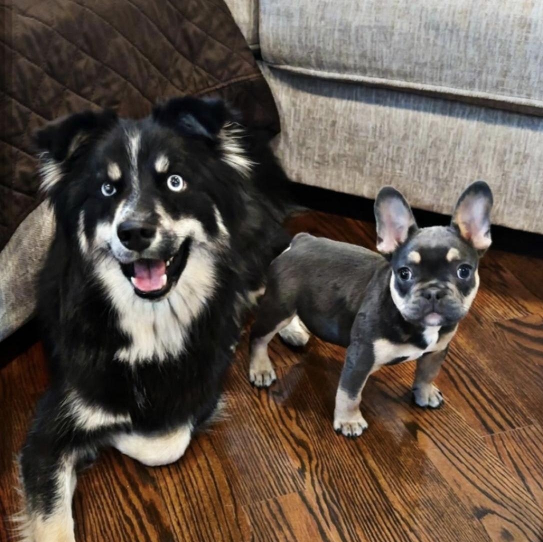 Ziggy, a ADOPTABLE mixed breed in Mount Prospect, IL image 4/6