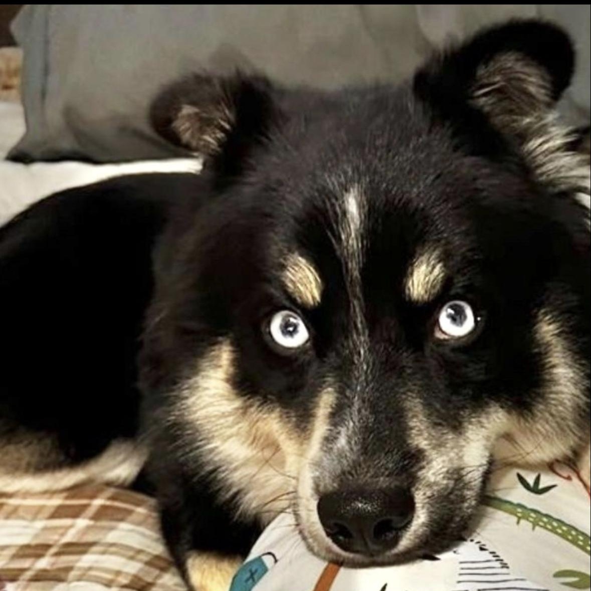 Ziggy, ADOPTABLE, Adult Male Pomeranian & Siberian Husky.