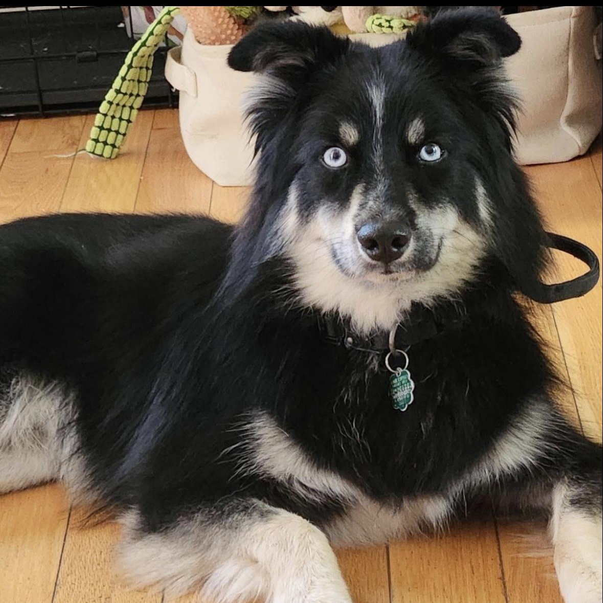 Ziggy, a ADOPTABLE mixed breed in Mount Prospect, IL image 2/6