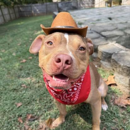 Peanut, a Adoptable Pit Bull Terrier in Charlotte, NC image 1/6