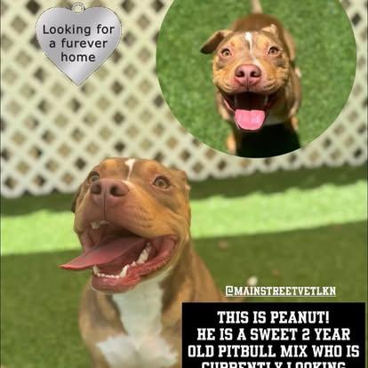 Peanut, a Adoptable Pit Bull Terrier in Charlotte, NC image 2/6