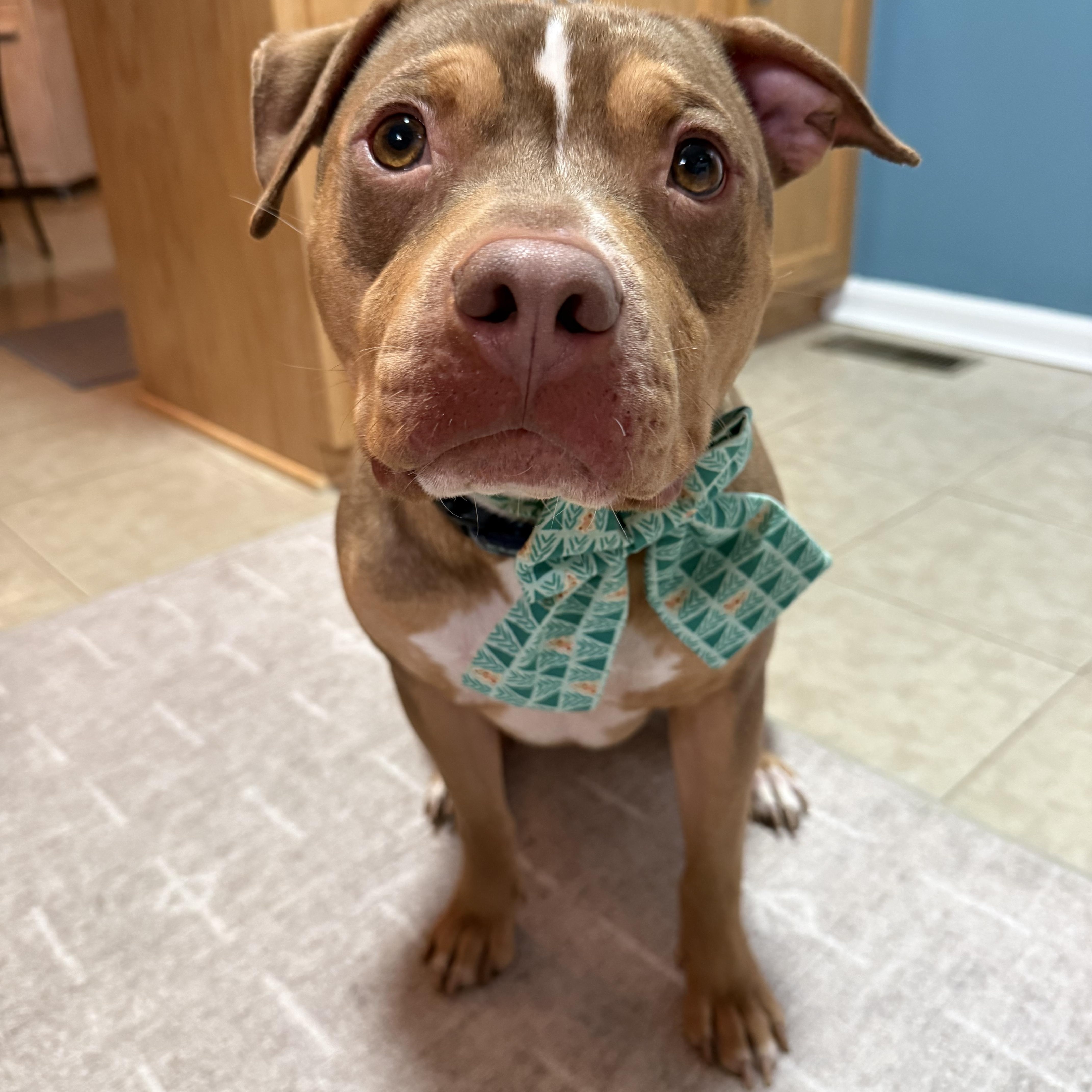 Enlarge Peanut, a Adoptable Pit Bull Terrier in Gastonia, NC image 1/4
