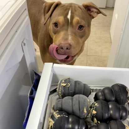 Peanut, a Adoptable Pit Bull Terrier in Charlotte, NC image 3/6