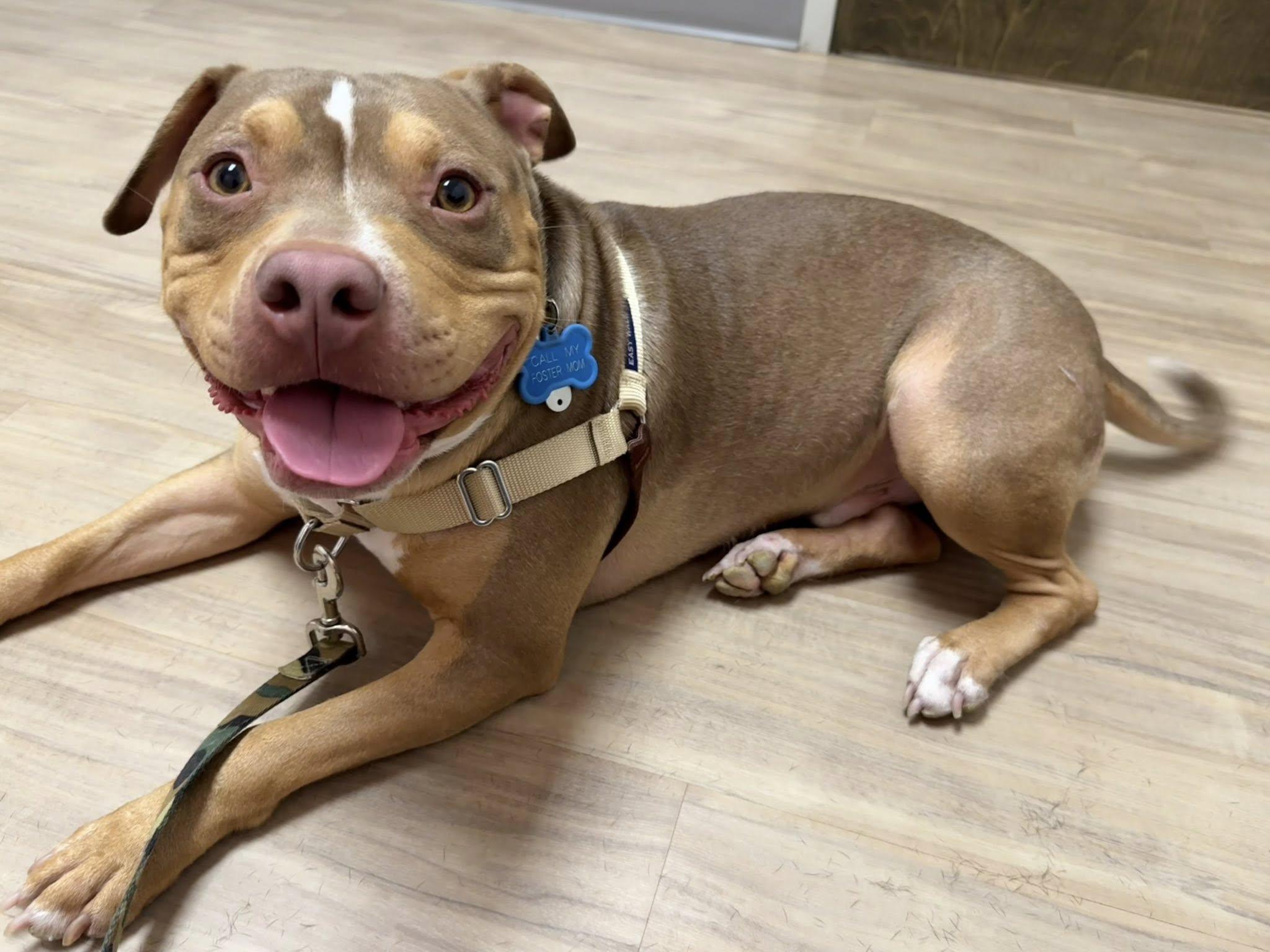 Peanut, a Adoptable Pit Bull Terrier in Charlotte, NC image 4/6