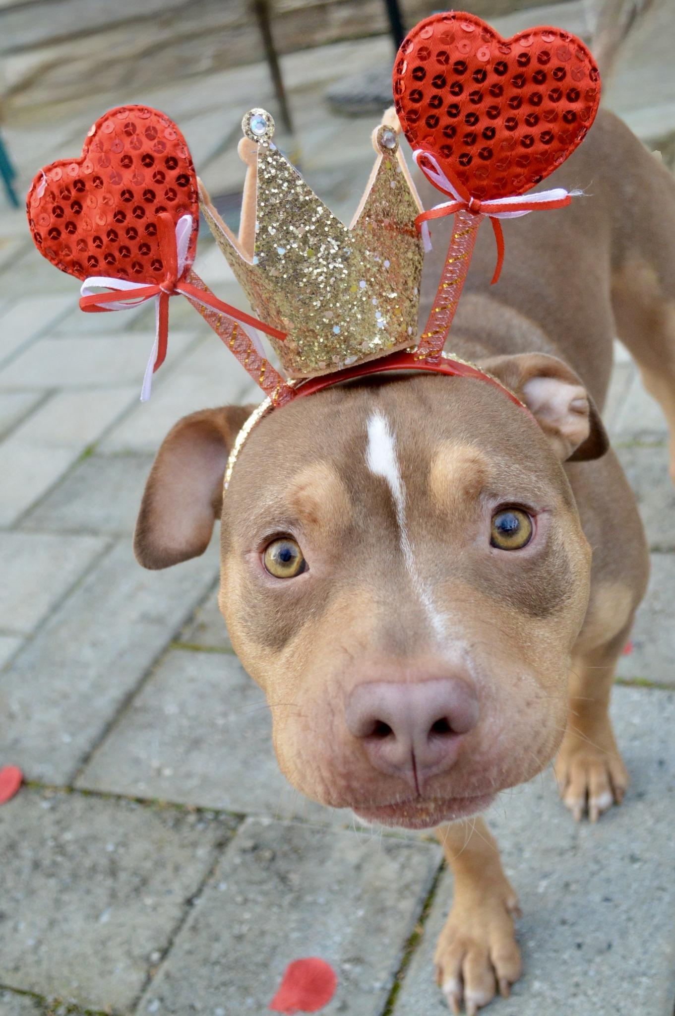Peanut, Young Male Pit Bull Terrier