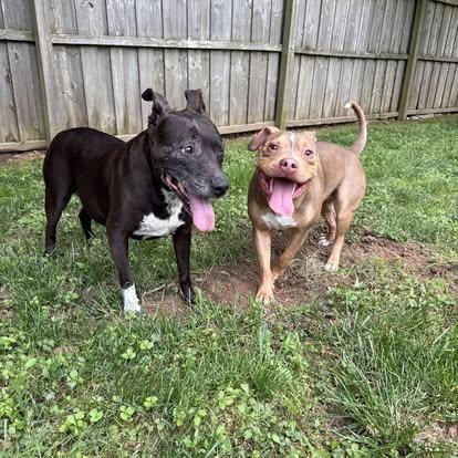 Peanut, a Adoptable Pit Bull Terrier in Charlotte, NC image 5/6