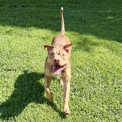 Peanut, a Adoptable Pit Bull Terrier in Charlotte, NC image 6/6