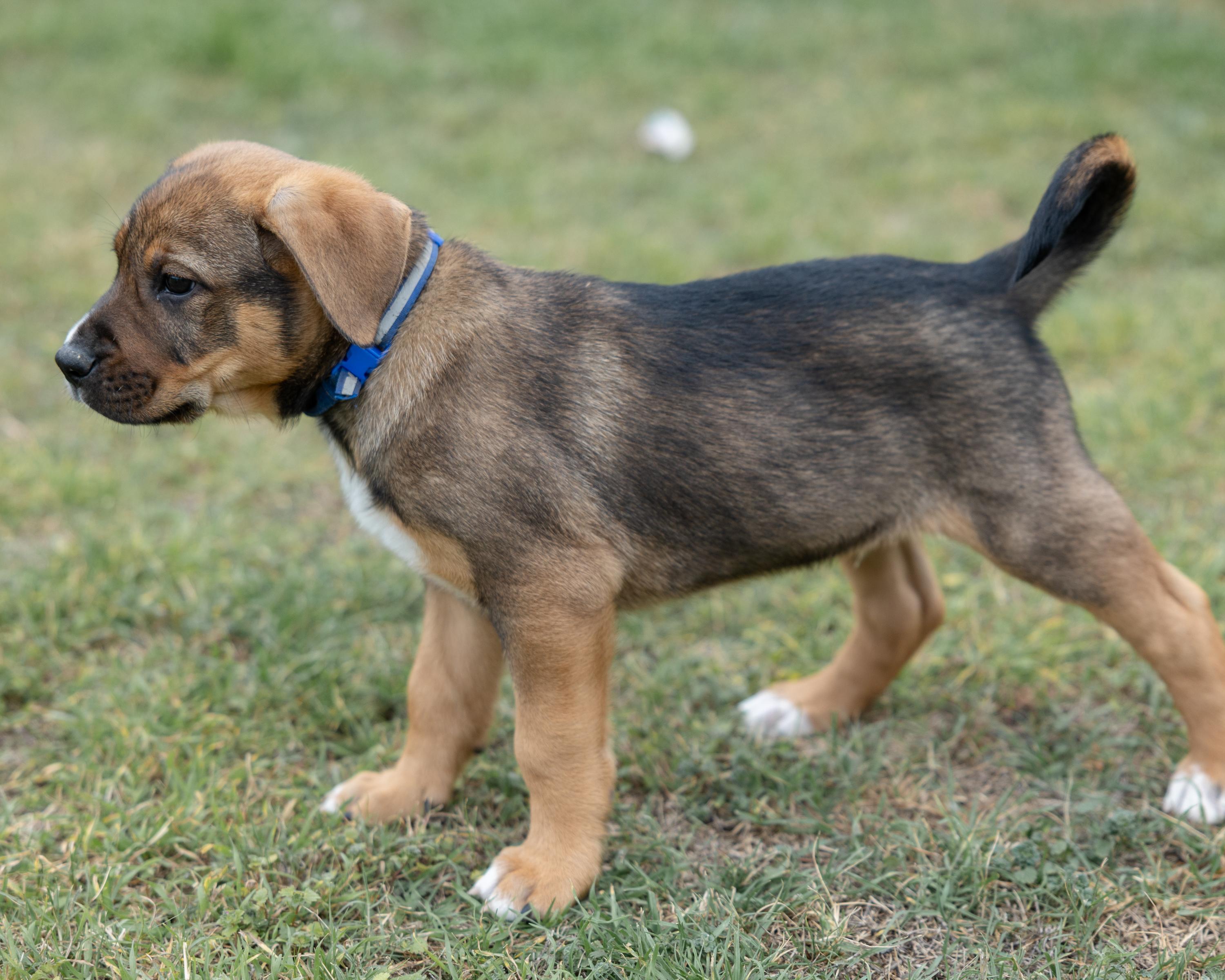 Enlarge Kristopher, an adopted mixed breed in Pflugerville, TX image 1/5