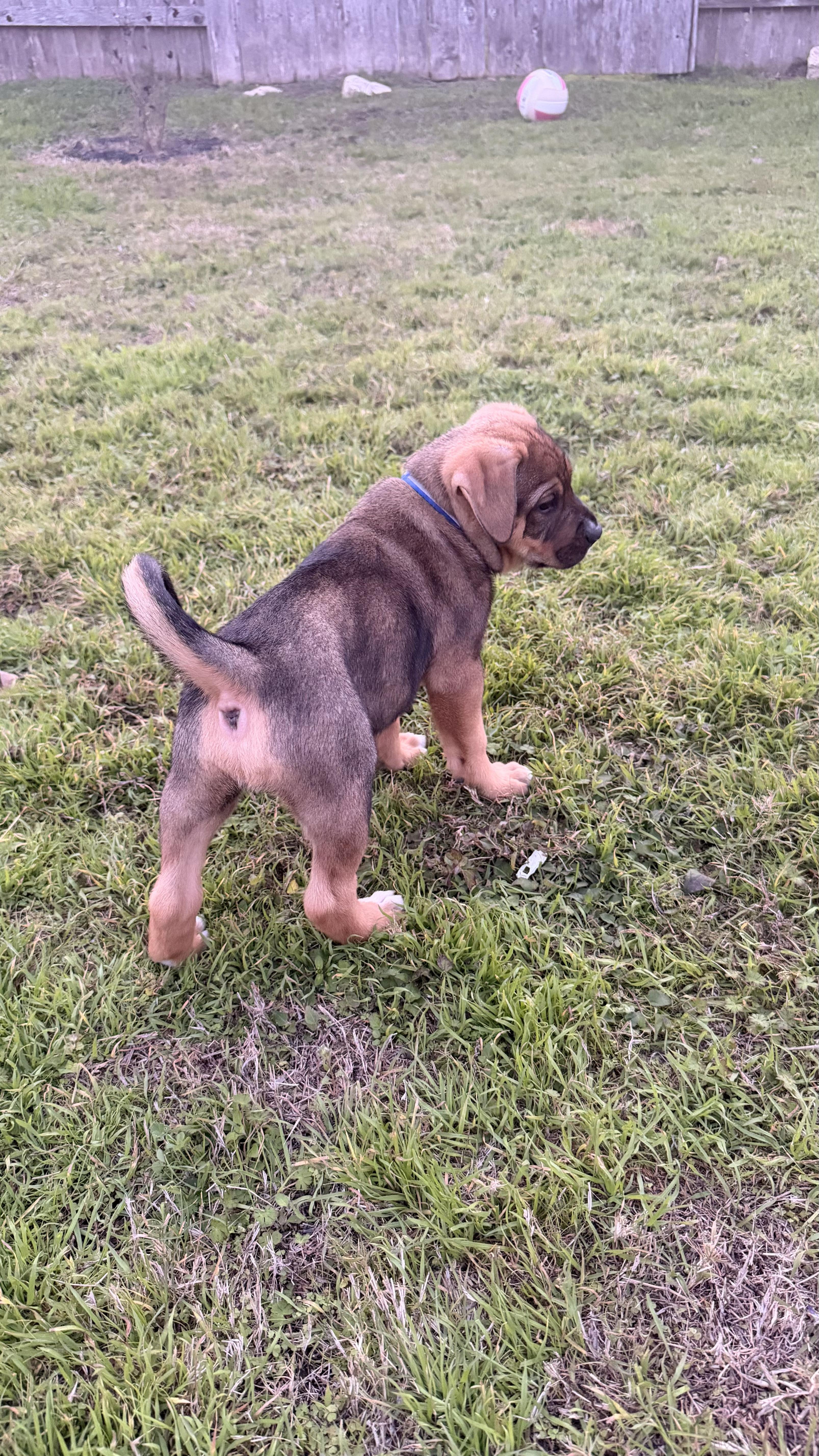 Enlarge Kristopher, an adopted mixed breed in Pflugerville, TX image 4/5