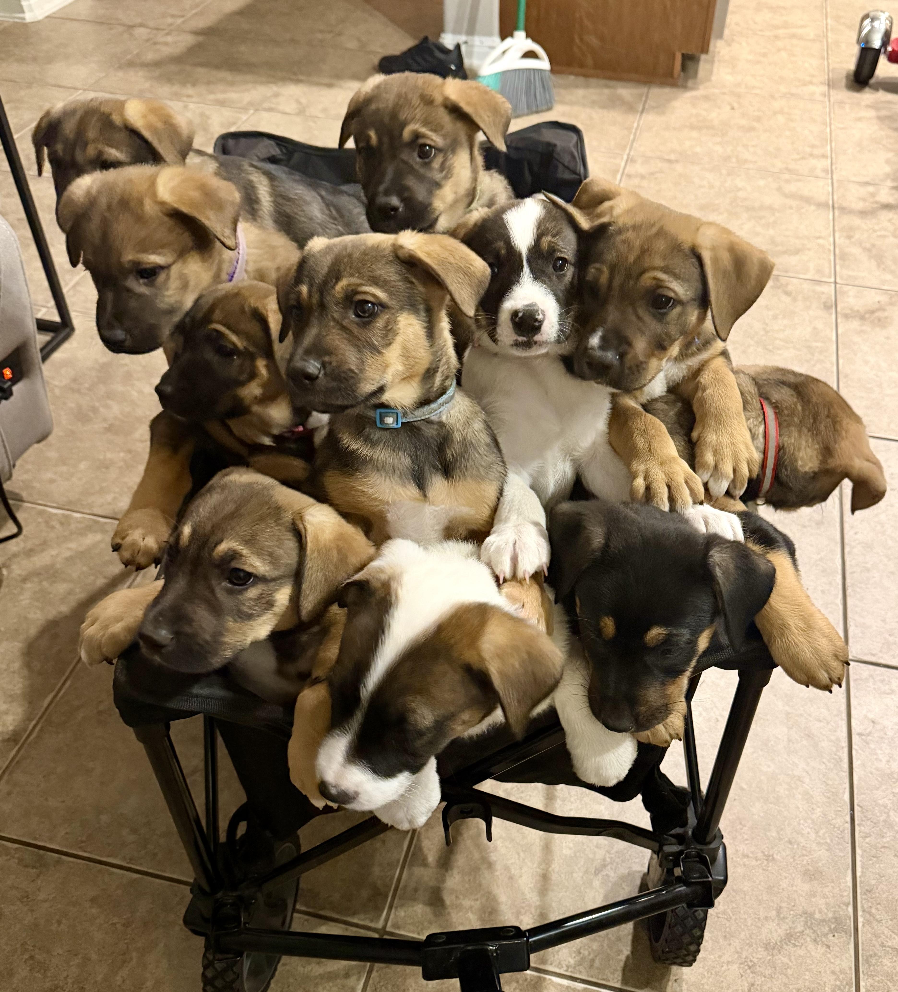 Enlarge Kristopher, an adopted mixed breed in Pflugerville, TX image 5/5