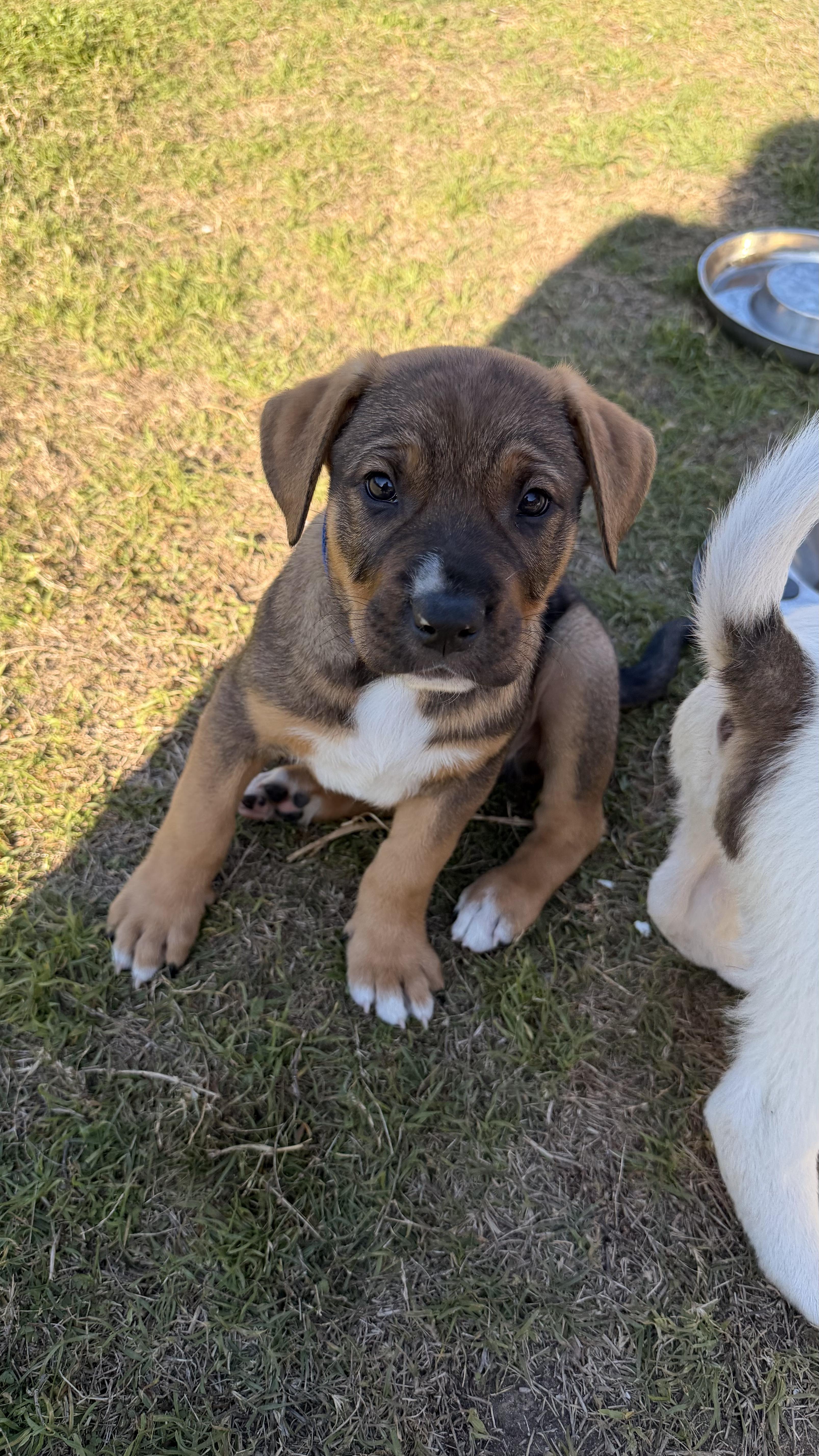 Enlarge Kristopher, an adopted mixed breed in Pflugerville, TX image 2/5