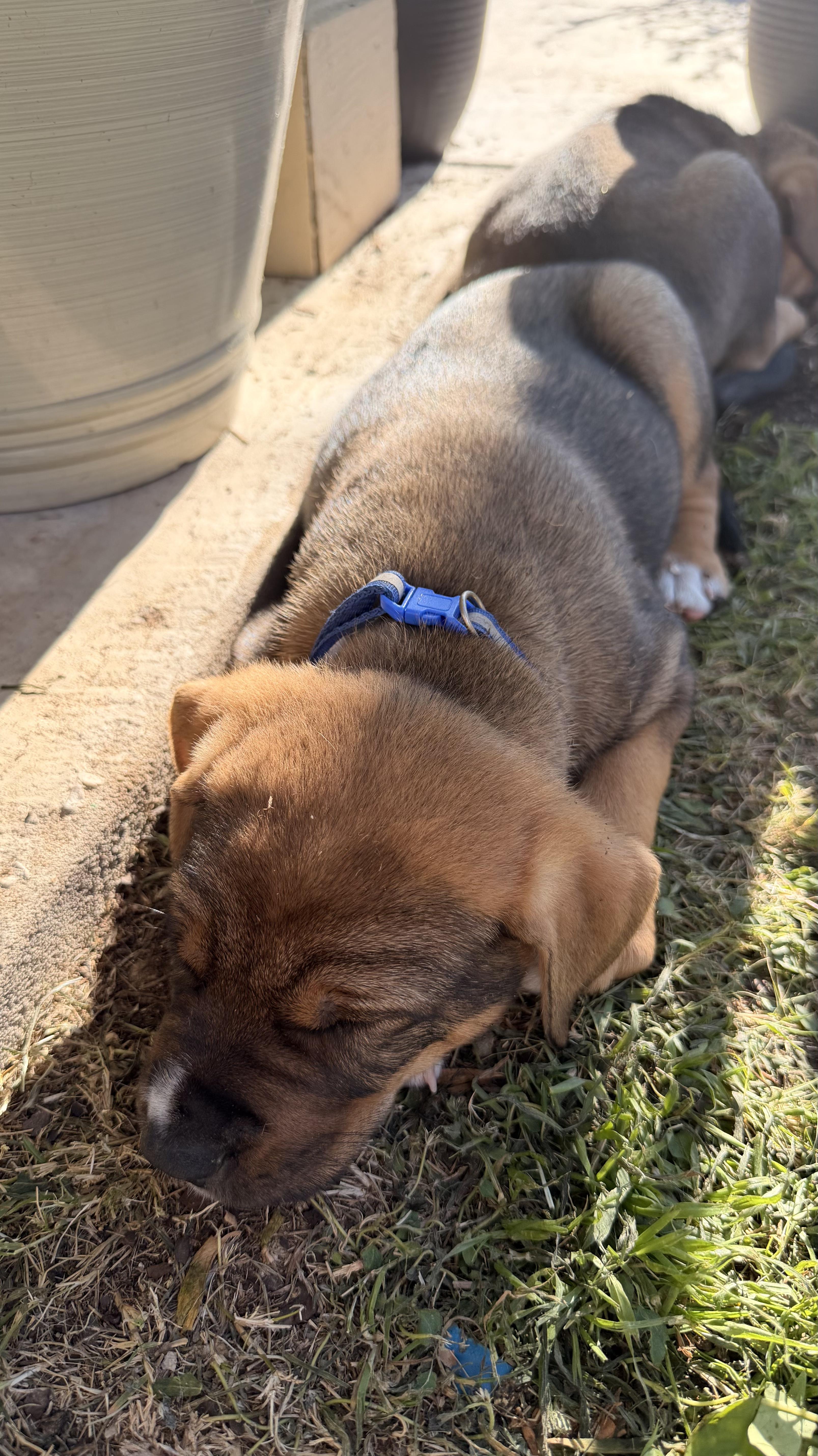 Enlarge Kristopher, an adopted mixed breed in Pflugerville, TX image 3/5