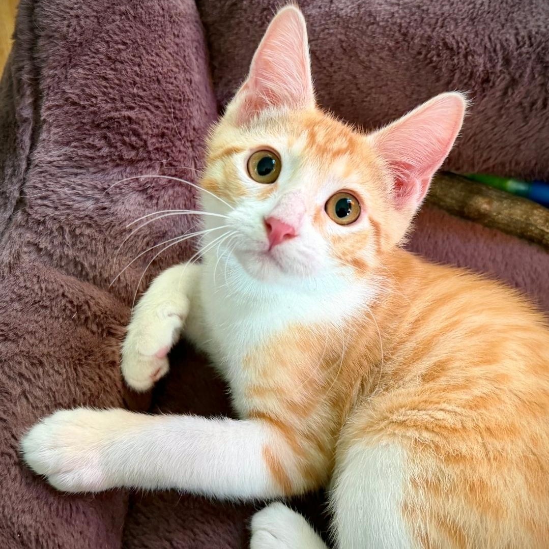 Enlarge Ellis, a ADOPTABLE Domestic Short Hair in Salinas, CA image 1/1