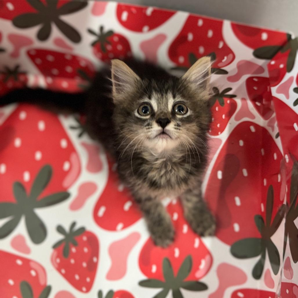 Balfour, a Adoptable Domestic Short Hair image 2/6