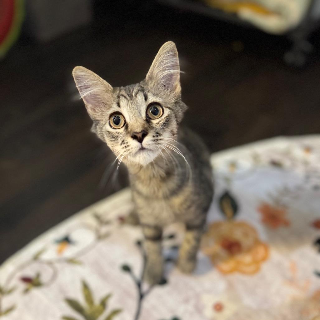 Balfour, a Adoptable Domestic Short Hair image 3/6