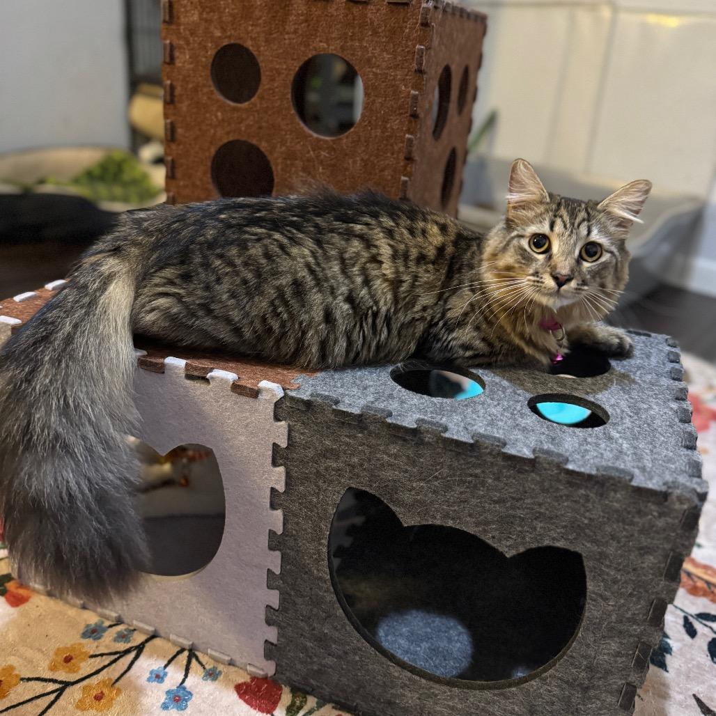 Enlarge Balfour, a Adoptable Domestic Short Hair in Port Richey, FL image 3/6