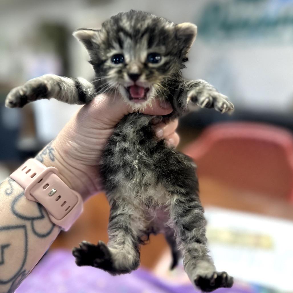 Balfour, a Adoptable Domestic Short Hair image 4/6