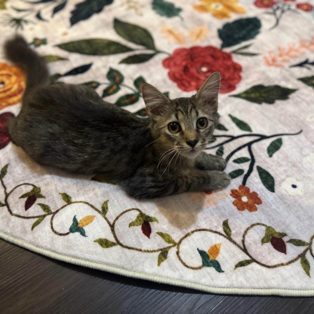 Balfour, a Adoptable Domestic Short Hair image 5/6