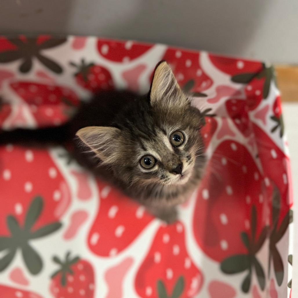 Balfour, a Adoptable Domestic Short Hair image 6/6