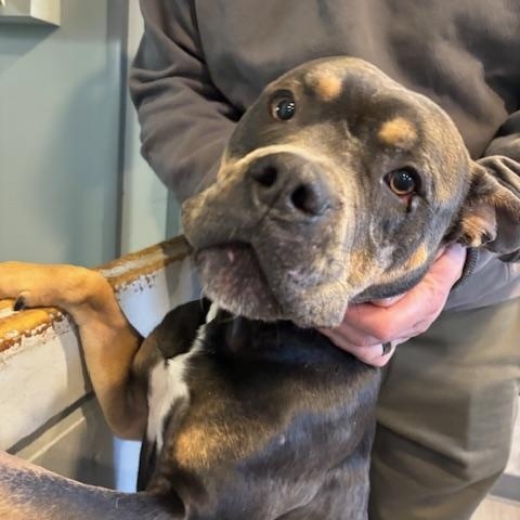 Enlarge Teddy, an adopted mixed breed in Hummelstown, PA image 5/6