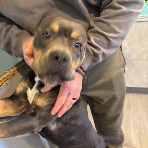 Enlarge Teddy, an adopted mixed breed in Hummelstown, PA image 1/6